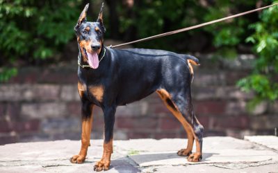 Master Home Dog Training in Treasure Coast FL: Your Ultimate Guide