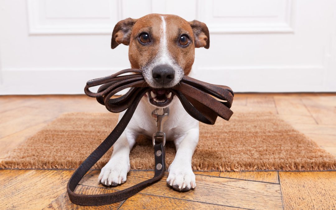 Transform Your Pet with Private Puppy Training Orange County CA Experts