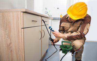 Homeowners benefit from Pest Control Rolla MO with safe solutions for common infestations