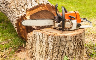 How Tree Stump Grinding Service Carson City NV Restores Safety and Curb Appeal to Homes