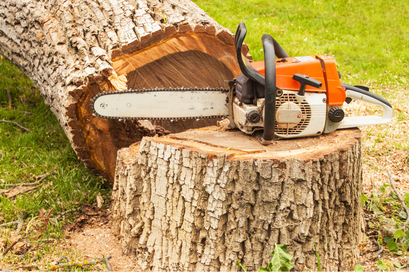 How Tree Stump Grinding Service Carson City NV Restores Safety and Curb Appeal to Homes