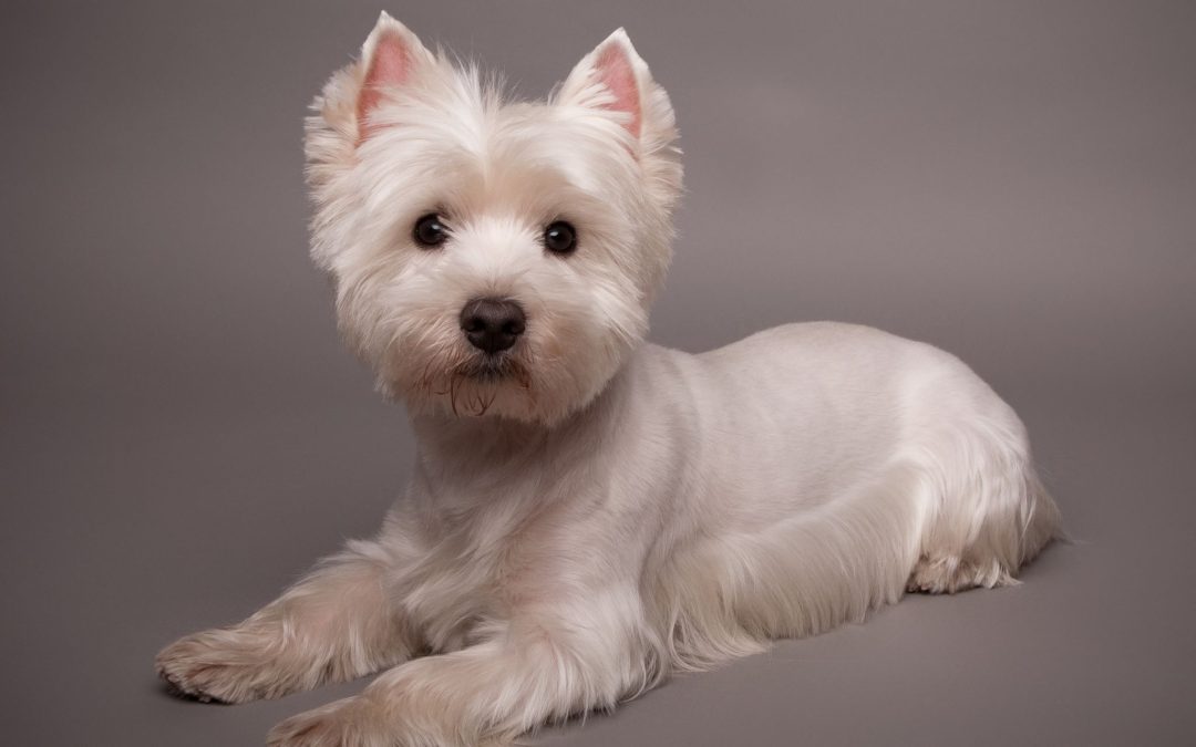 Achieve Peaceful Walks Thanks to Professional Dog Training Services Experts