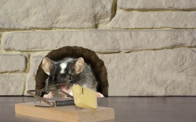 Keep Your Home Pest Free with Trusted Rodent Removal Services Richmond VA Residents Rely On