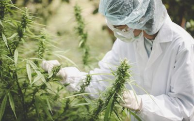 Get Faster Access to Relaxation with Same-Day Weed Delivery in New York City Services