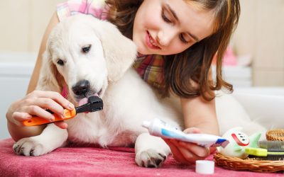 How Professional Dog Grooming in Madison, AL Keeps Your Dog Looking and Feeling Great