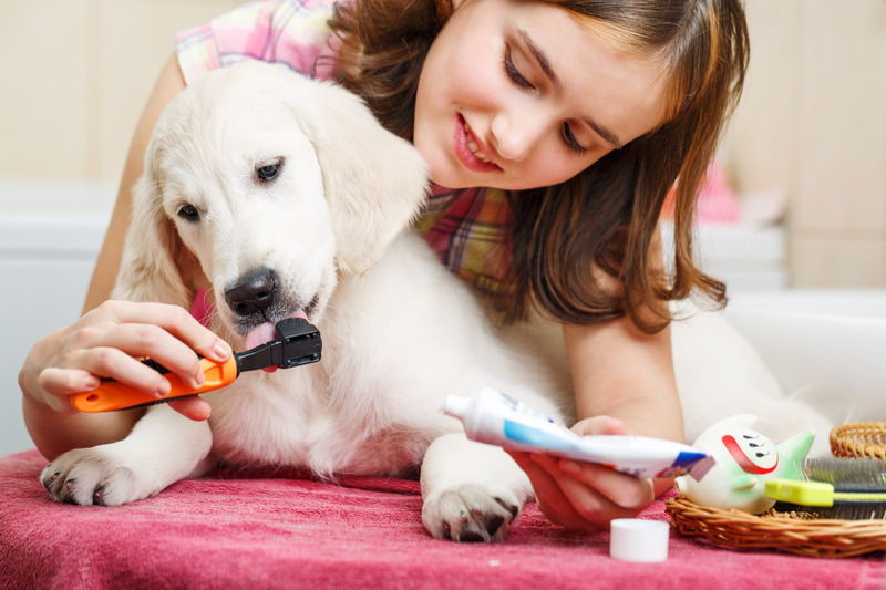 How Professional Dog Grooming in Madison, AL Keeps Your Dog Looking and Feeling Great