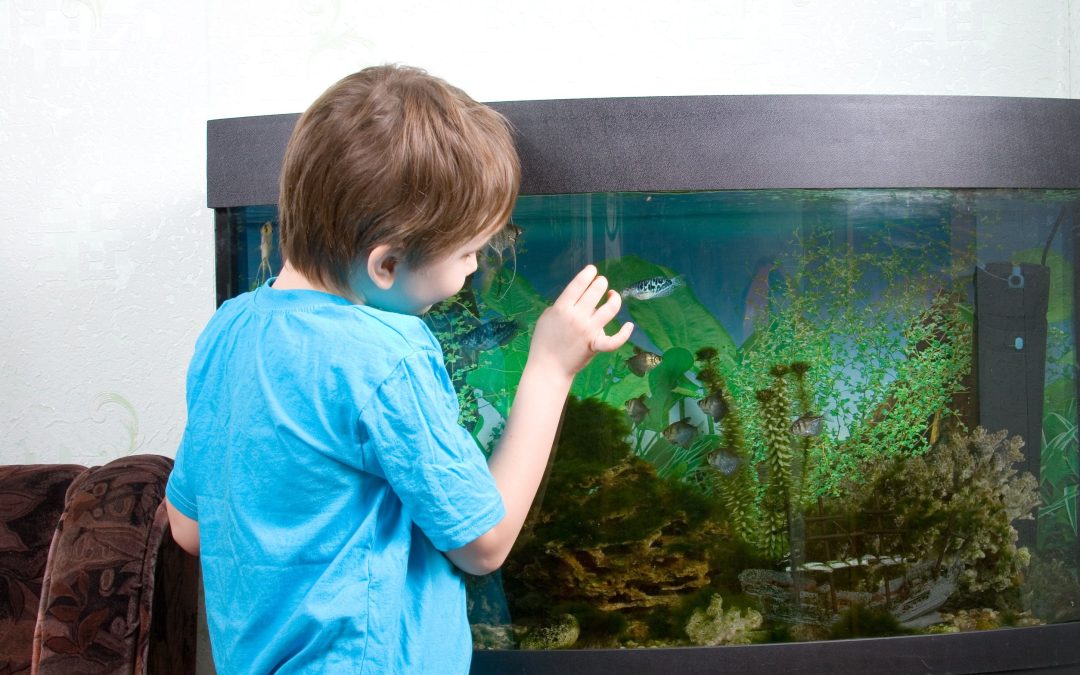 Transform Your Living Space With Aquarium Design in Plano, TX for a Stunning Home Upgrade