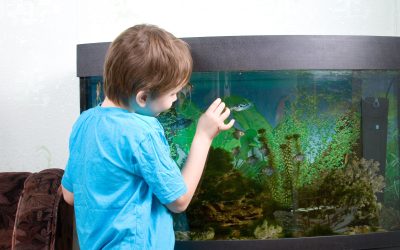 Transform Your Living Space With Aquarium Design in Plano, TX for a Stunning Home Upgrade
