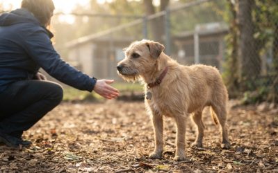 A Practical Guide to Finding the Right Adoptable Dog